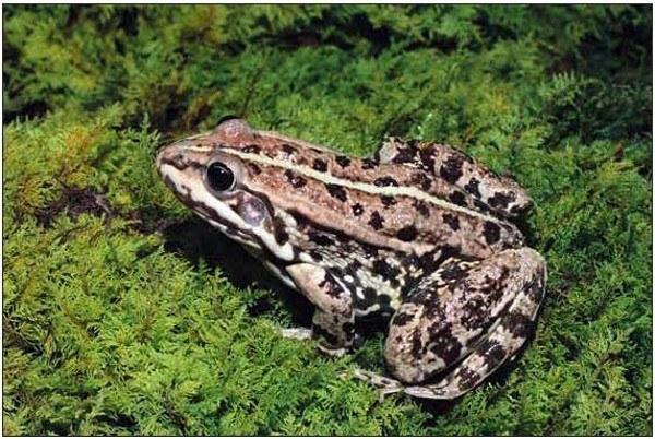 Fig. 6. A diploid male of Rana esculenta from Biostantsiya, Kharkov Province. Photo by Spartak N. Litvinchuk.