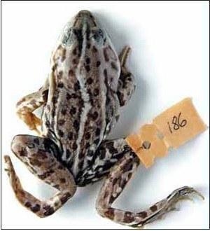 Fig. 7. A triploid female of R. esculenta with the LLR genome composition from Kreidyanka, Kharkov Province. Photo by Dmitry A. Shabanov and Alexey V. Korshunov.