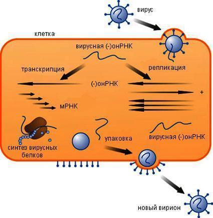 viral replication