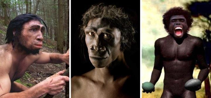 h erectus