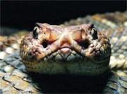 image004