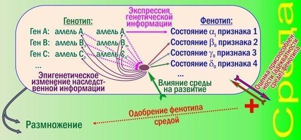Рис. 2. Тут показані лише деякі ускладнювальні роботу відбору при сортуванні алелей механізми, характерні для високорозвинених видівОкрім основної петлі зворотного зв'язку (генотип впливає на фенотип; відбираючи кращі фенотипи, середовище відбира
