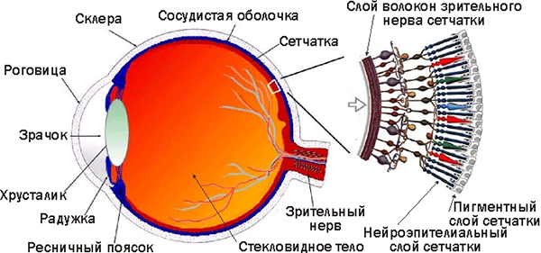 История глаза. Человек как жертва эволюционной истории
