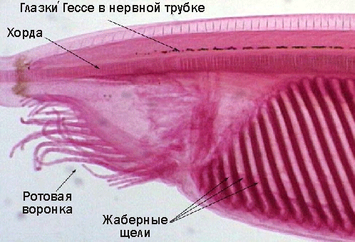 zr4