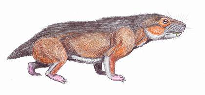 theromorpha sesamodon