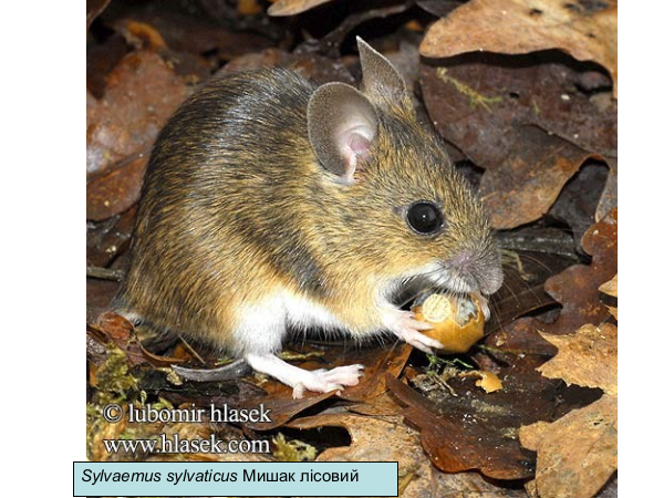 Mamm Pract 21