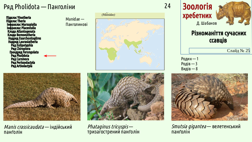 mammal systematics 25