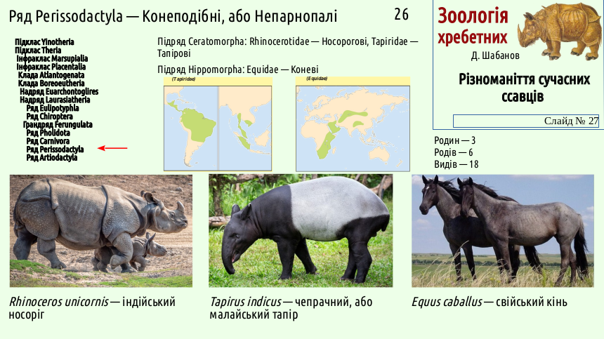 mammal systematics 27