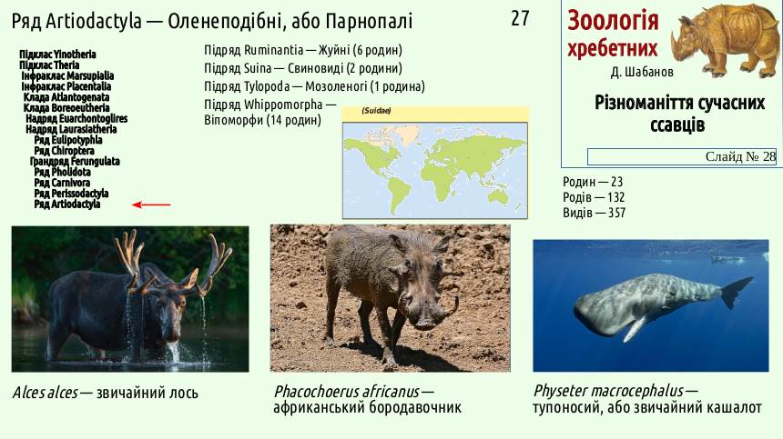 mammal systematics 28