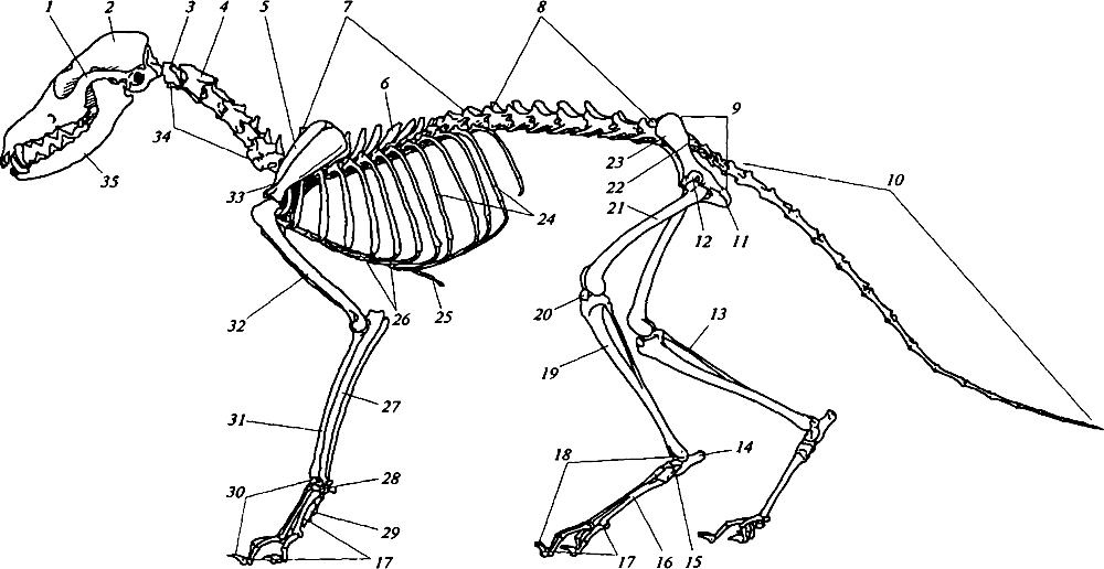 vulpes