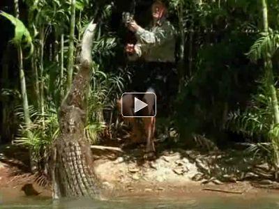 crocodilia krokodil%20hvataet%20rybu%20u%20rybolova