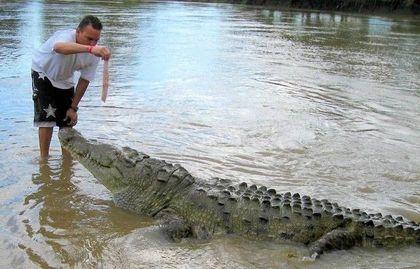 Crocodylidae Priruchennyi%20monstr%202