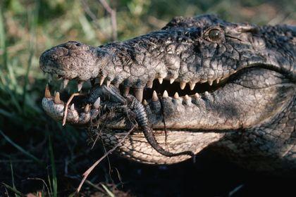 Crocodylidae Zabota%20o%20detkah