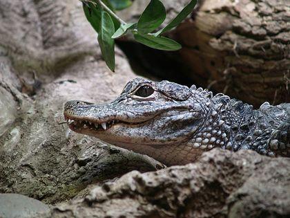 Alligatoridae Alligator%20sinensis%201