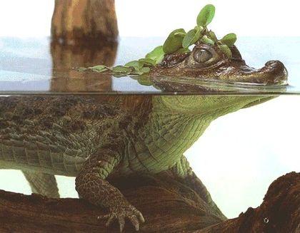 Alligatoridae Kaiman
