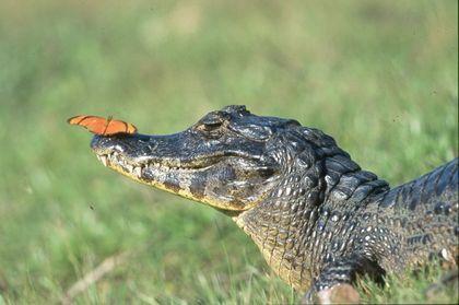 Alligatoridae