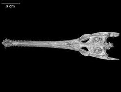 Gavialidae Gavialis%20%20gangeticus%20scull