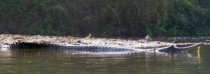 Gavialidae Gavialis%20%20gangeticus%20Ochen%27%20dlinnyi