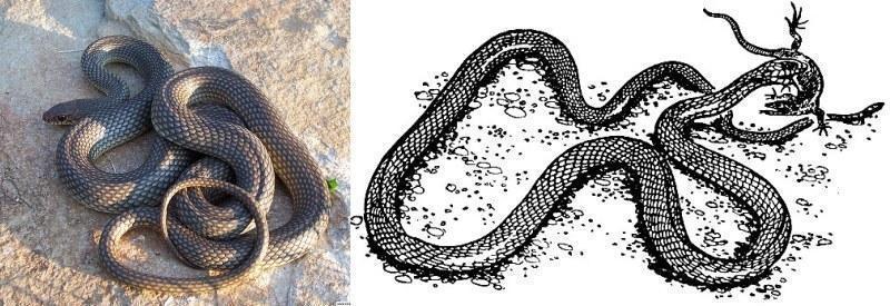 dolichophys caspius