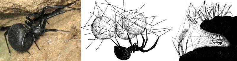 latrodectus tredecimguttatus