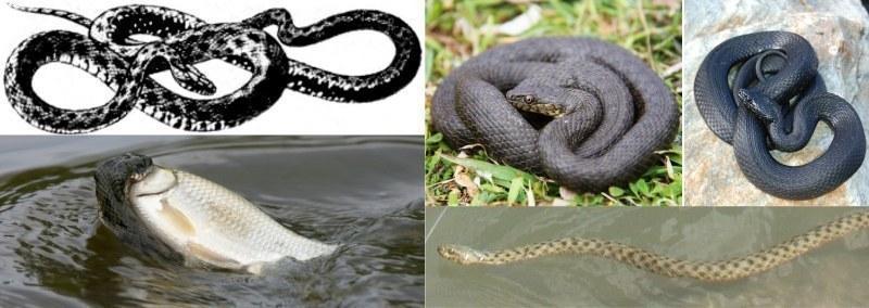 natrix tessellata