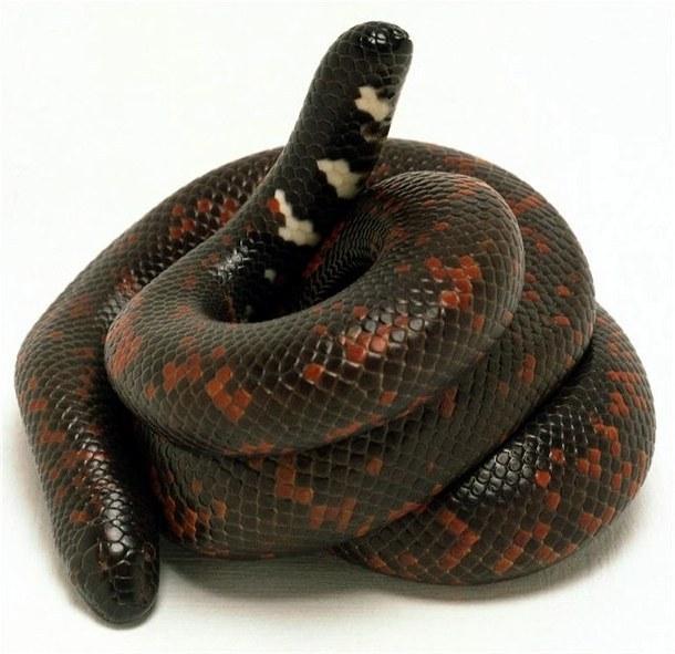 oph1 48