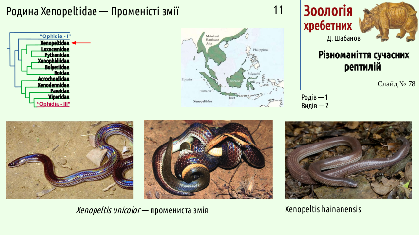 reptilian systematics 78