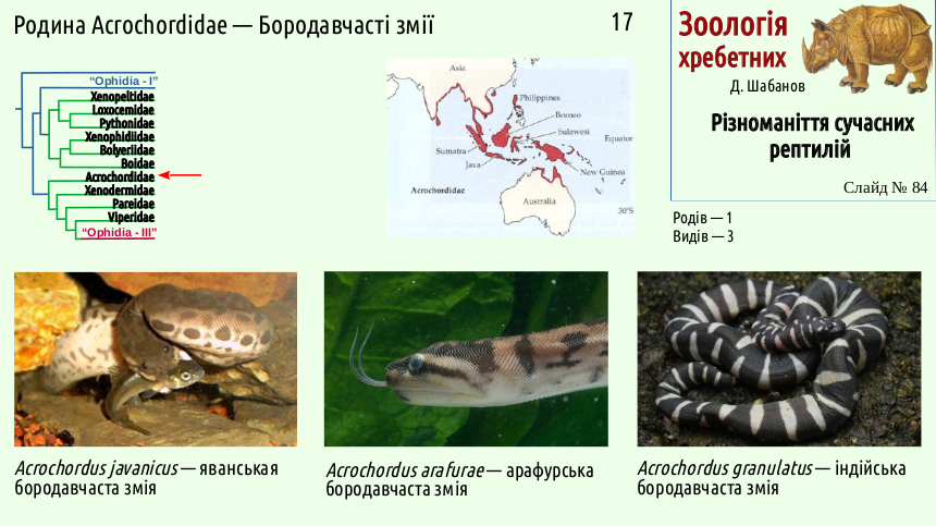 reptilian systematics 84