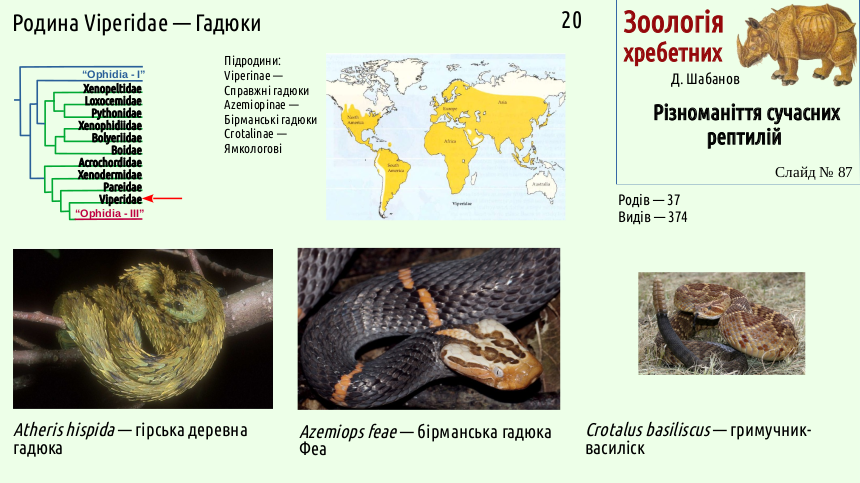 reptilian systematics 87