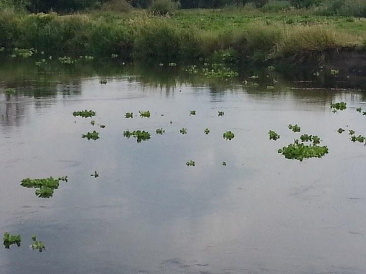 pistia 03