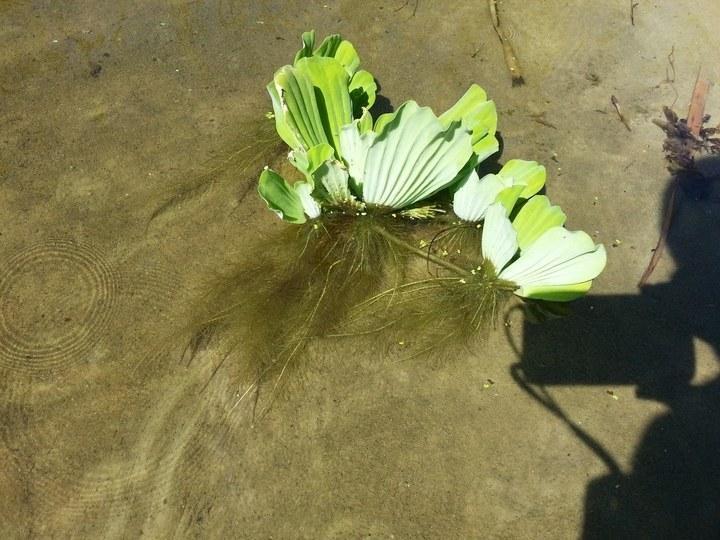 pistia 04