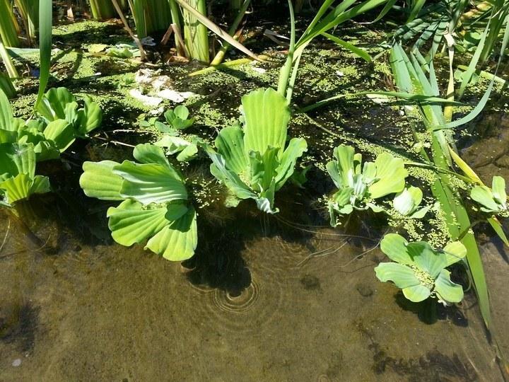 pistia 05