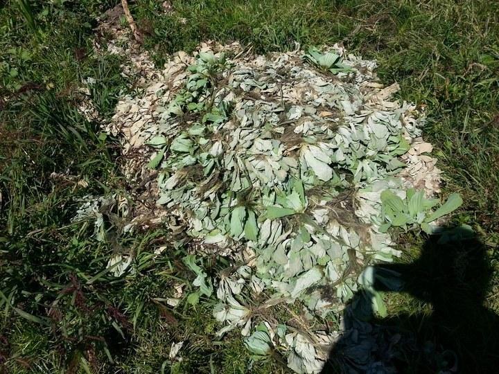 pistia 12