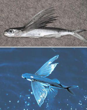 actinopterygii