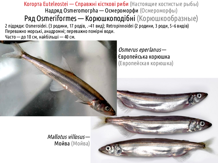 ActinoDiversity II 06