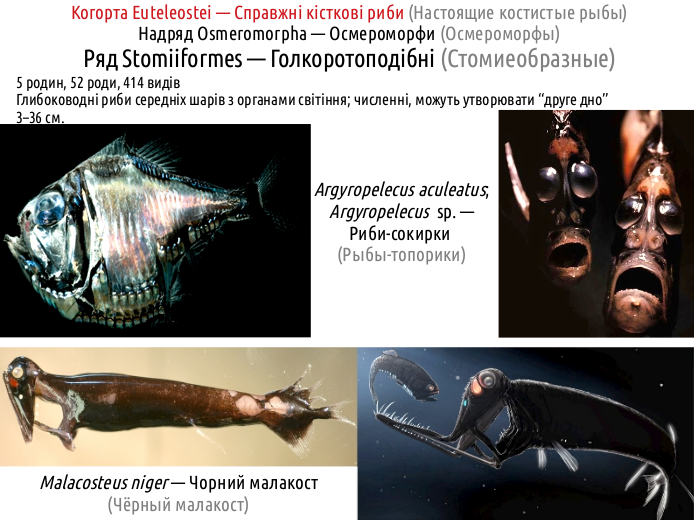 ActinoDiversity II 07