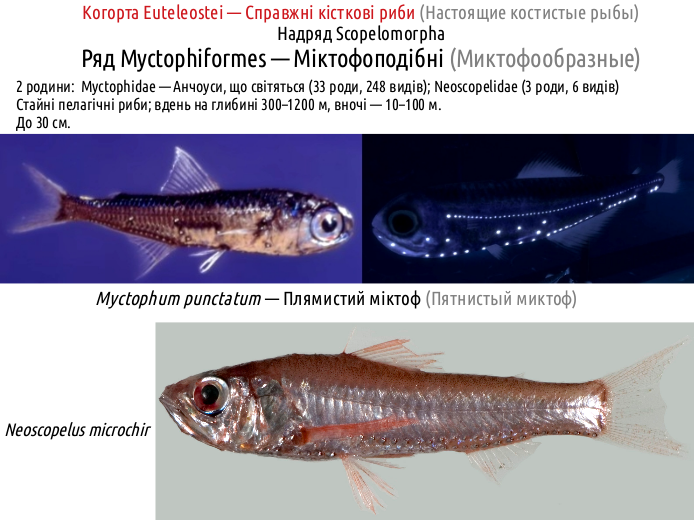 ActinoDiversity II 10