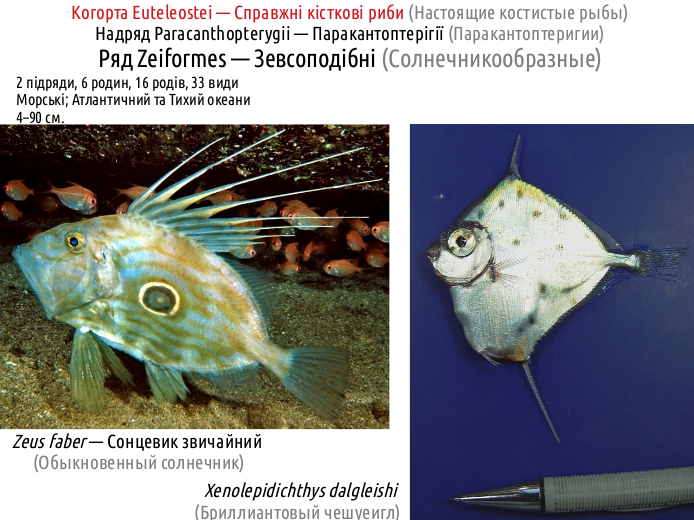 ActinoDiversity II 14
