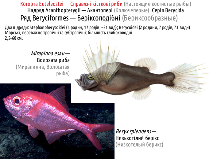 ActinoDiversity II 19