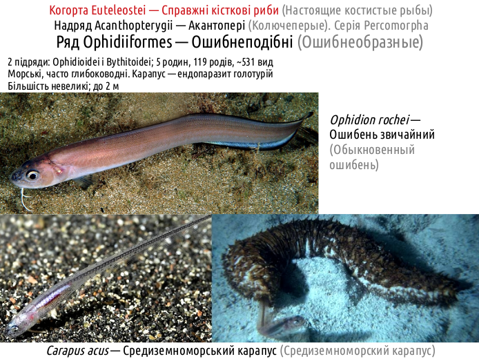 ActinoDiversity III 01