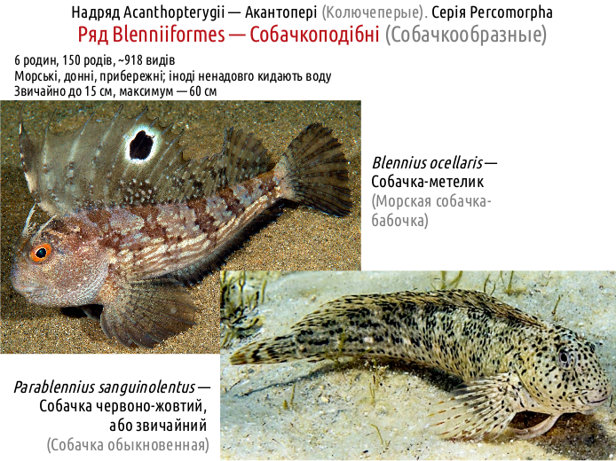 ActinoDiversity III 07