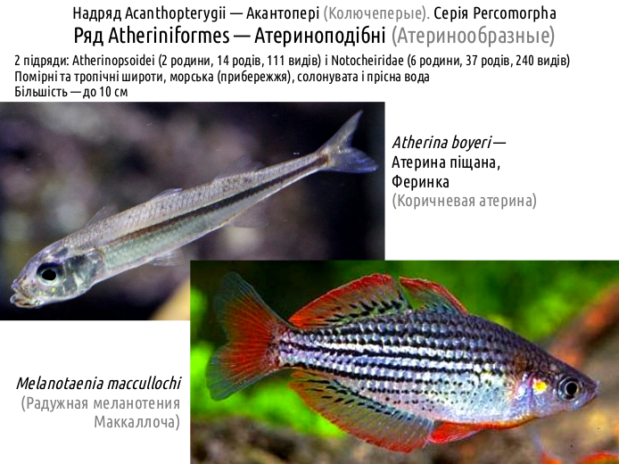 ActinoDiversity III 09