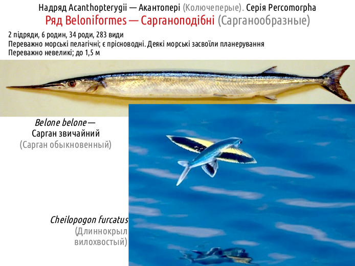 ActinoDiversity III 10