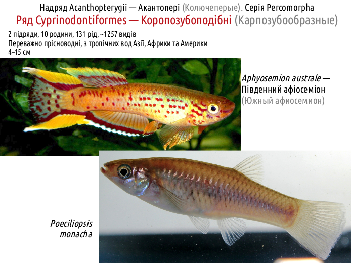 ActinoDiversity III 11