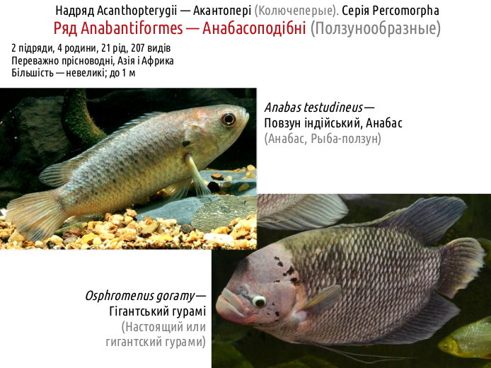 ActinoDiversity III 15