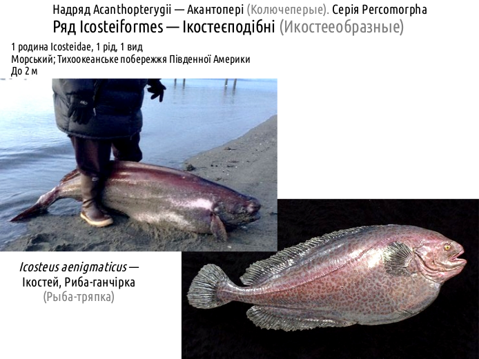 ActinoDiversity IV 02