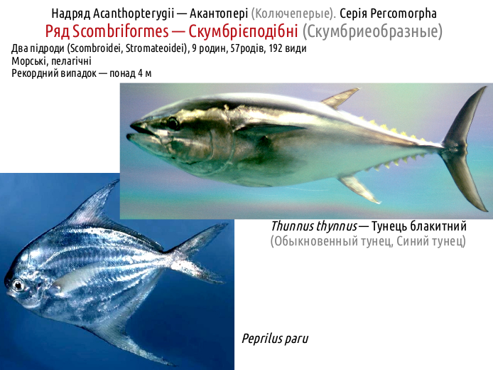 ActinoDiversity IV 05
