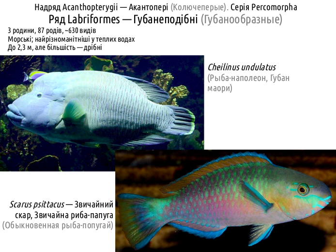ActinoDiversity IV 07