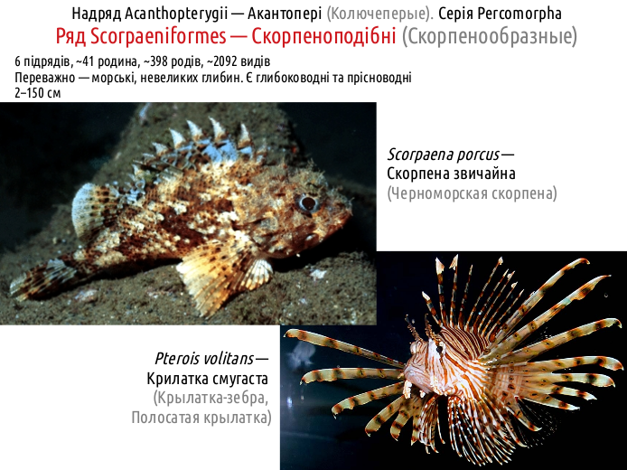 ActinoDiversity IV 09