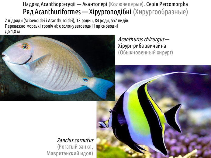 ActinoDiversity IV 11